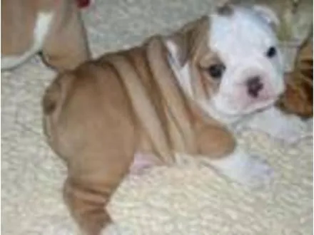 Perritos bebés bulldog - Imagui