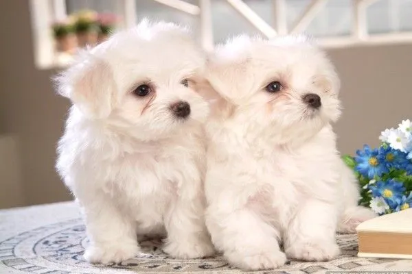 Dos perritos blancos de raza maltés (8372)