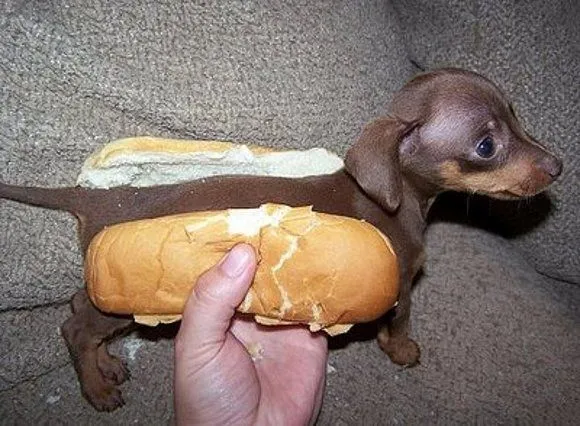 Perritos bonitos - Imagui