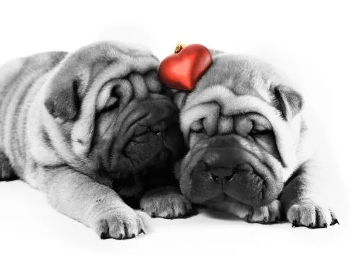 Perritos enamorados | Te Amo Web - Imagenes de amor