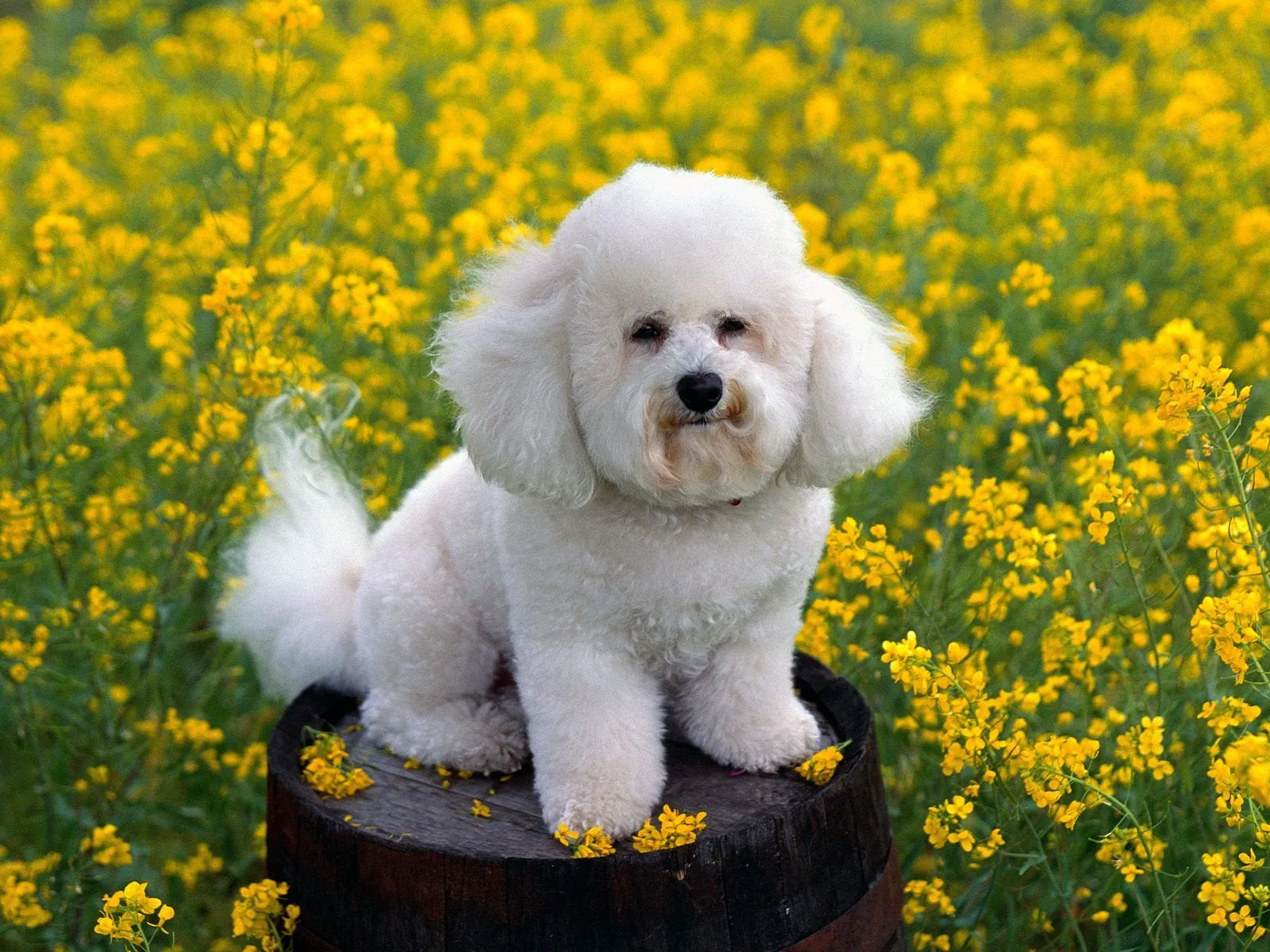 Perritos con flores en la boca - Imagui