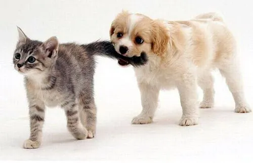 Un nuevo integrante: Como hacer para que perros y gatos convivan ...