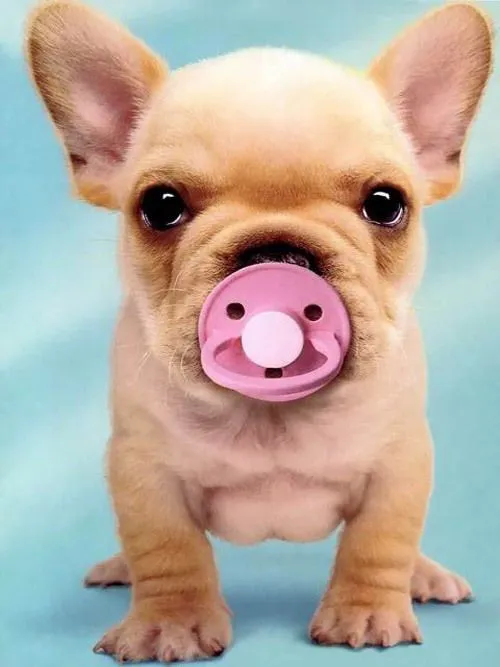 Perritos graciosos y tiernos - Imagui