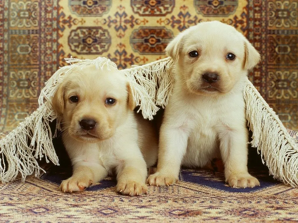 Ver imagenes tiernas: imagenes tiernas de perritos labradores