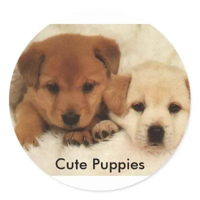 Perritos lindos etiqueta redonda por KCPhotographys_Gifts