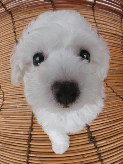 Perritos lindos.. y un gato! - Taringa!