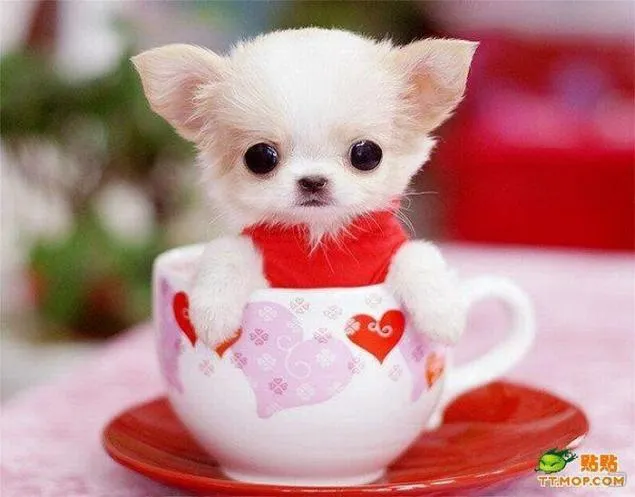 Perritos lindos en tazas (8 fotos)