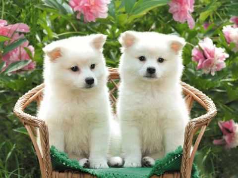 Perritos Lindos y Tiernos - YouTube
