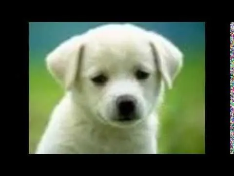 Los perritos mas monos del mundo - YouTube