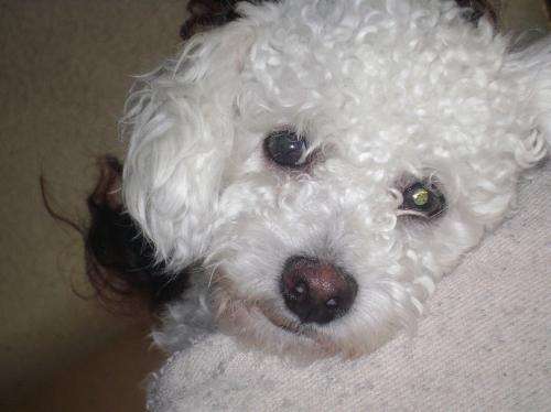 Perrito pooder - Imagui