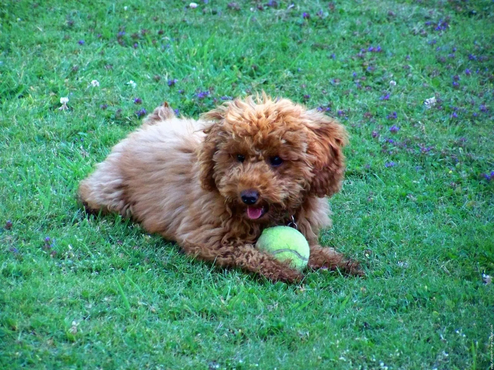 Perritos Poodle | Fondos de Pantalla