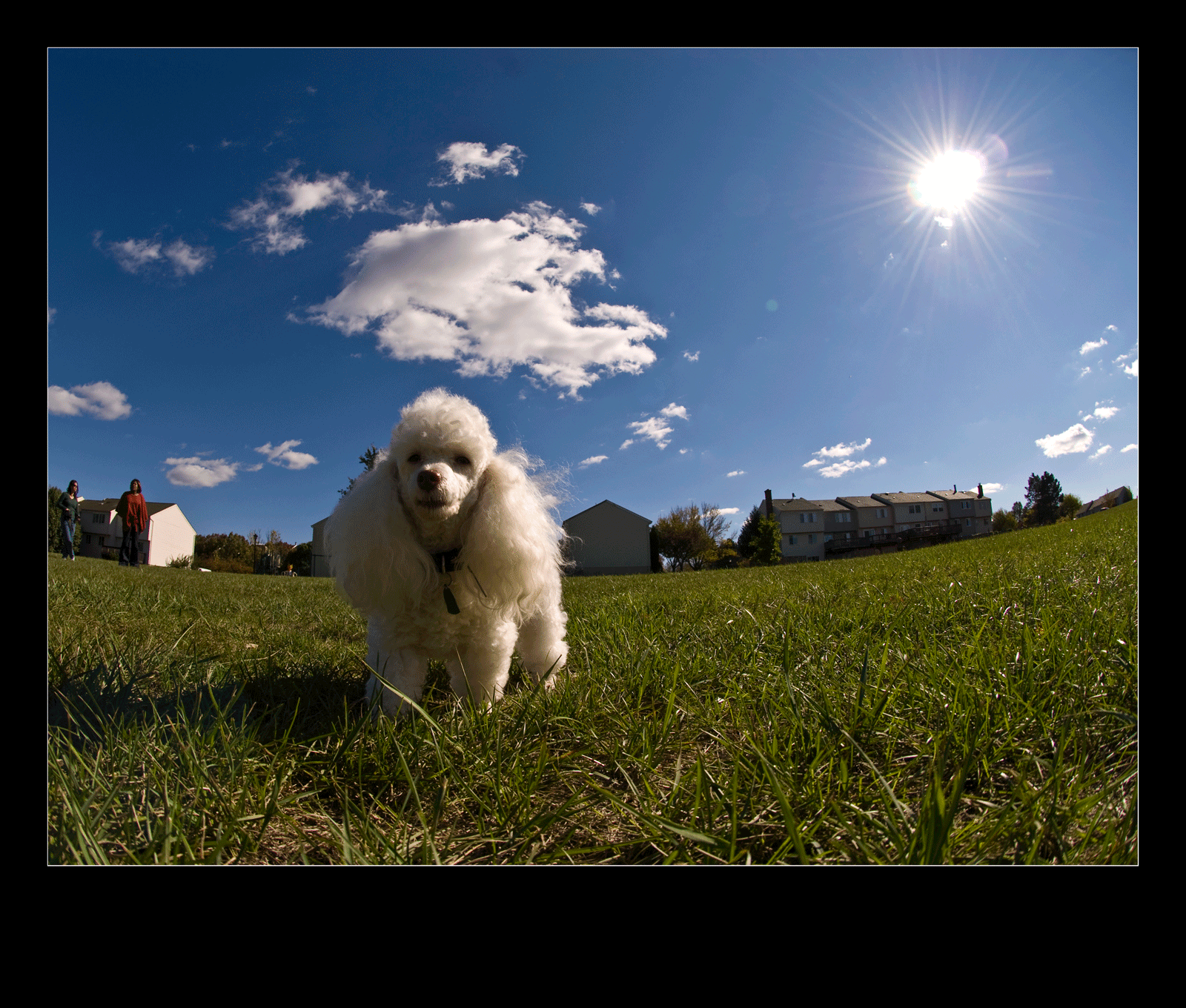 Perritos Poodle | Fondos de Pantalla