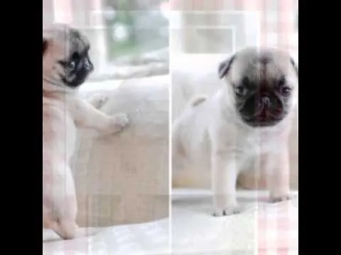 Perritos pug tiernos - YouTube