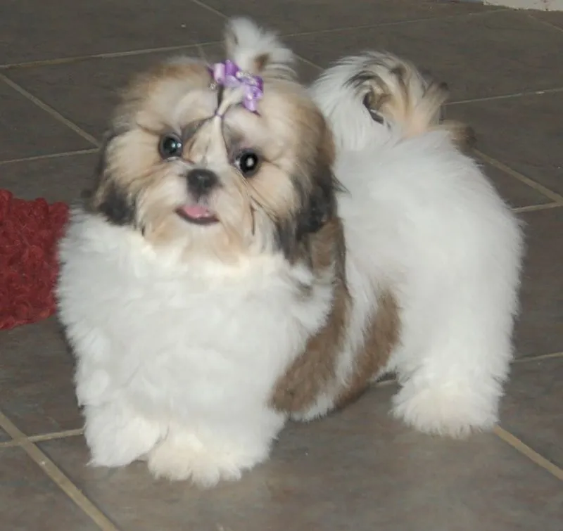 Perritos Shih Tzu