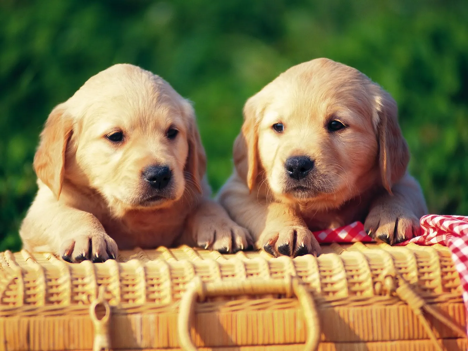 Perritos tiernos para descargar gratis en HD: Imagenes Tiernas ...