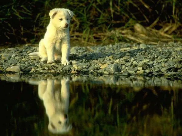 Perritos tiernos gif con movimiento - Imagui