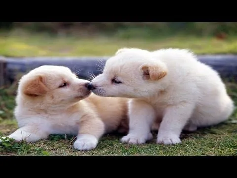 Los Perritos Mas Tiernos Lindos Chiquitos Bonitos Chistosos Monos ...