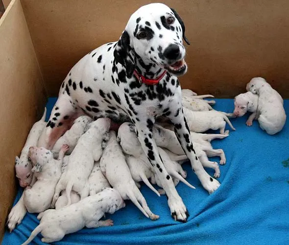 Perritos tiernos recien nacidos - Imagui