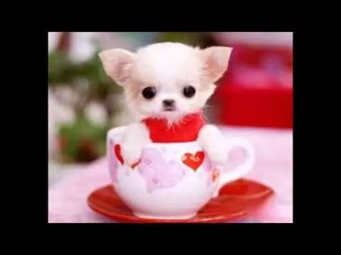 PERRITOS TIERNOS - YouTube