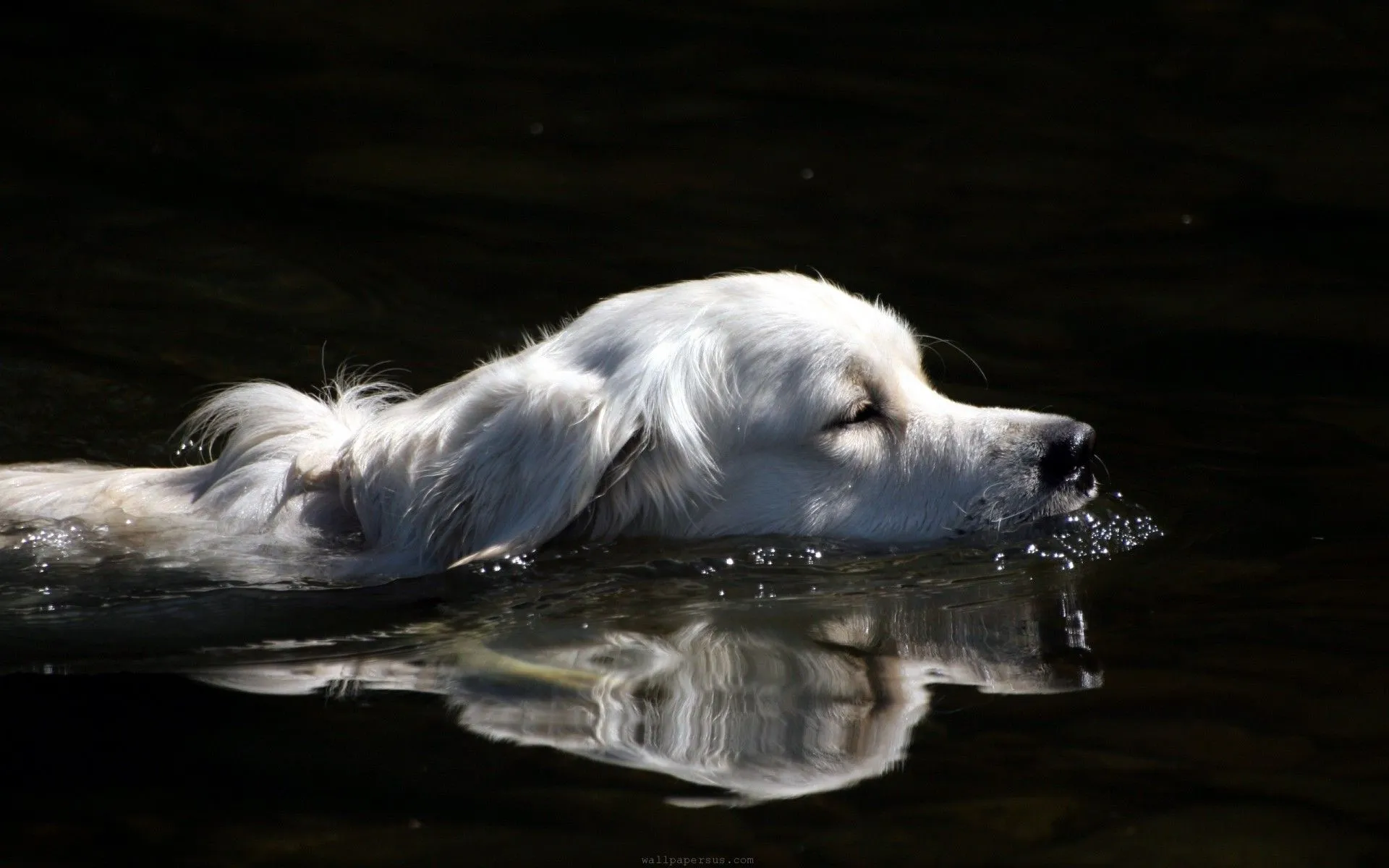 Perro de agua. Animales nadando. - Wallpapers