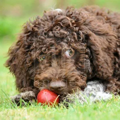 Perro de Agua Español / Turco Andaluz / Perro de Lanas / Merlucero ...