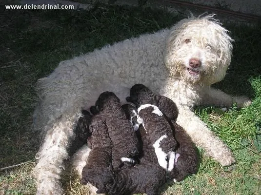 Perro de Agua Español / Turco Andaluz / Perro de Lanas / Merlucero ...