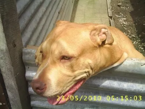 Perro american stanford - Cartago, Costa Rica - Animales / Mascotas