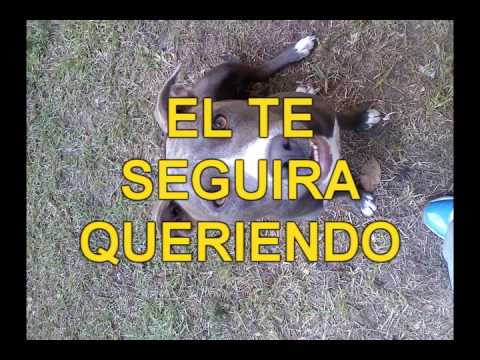 PERRO ASESINO? - YouTube