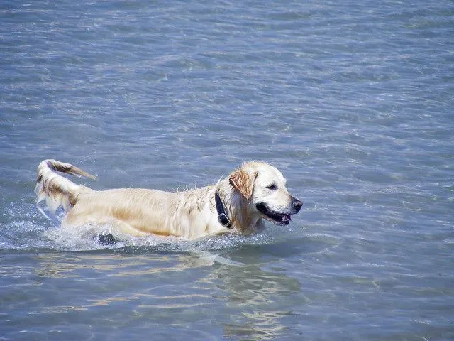 perro bañandose | Flickr - Photo Sharing!