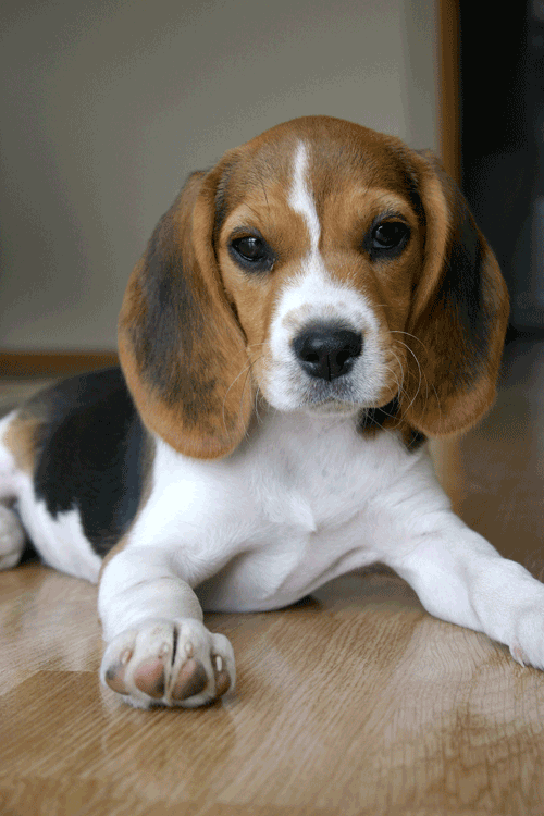 Perro Beagle