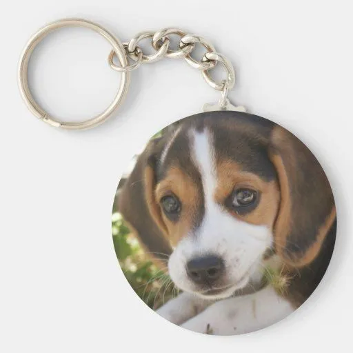 Perro del bebé del beagle llaveros | Zazzle