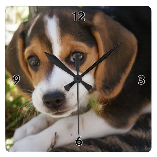 Perro del bebé del beagle reloj de pared | Zazzle