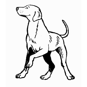 Perro Boxer