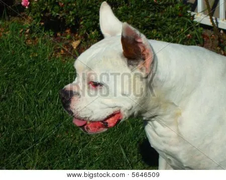 Perro Boxer blanco Fotos stock e Imágenes stock | Bigstock