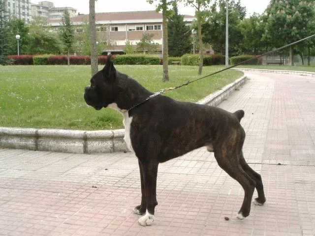 Perro boxer Gainsol'tar Eder (Boxers Urkabustaiz'tar) | Flickr ...