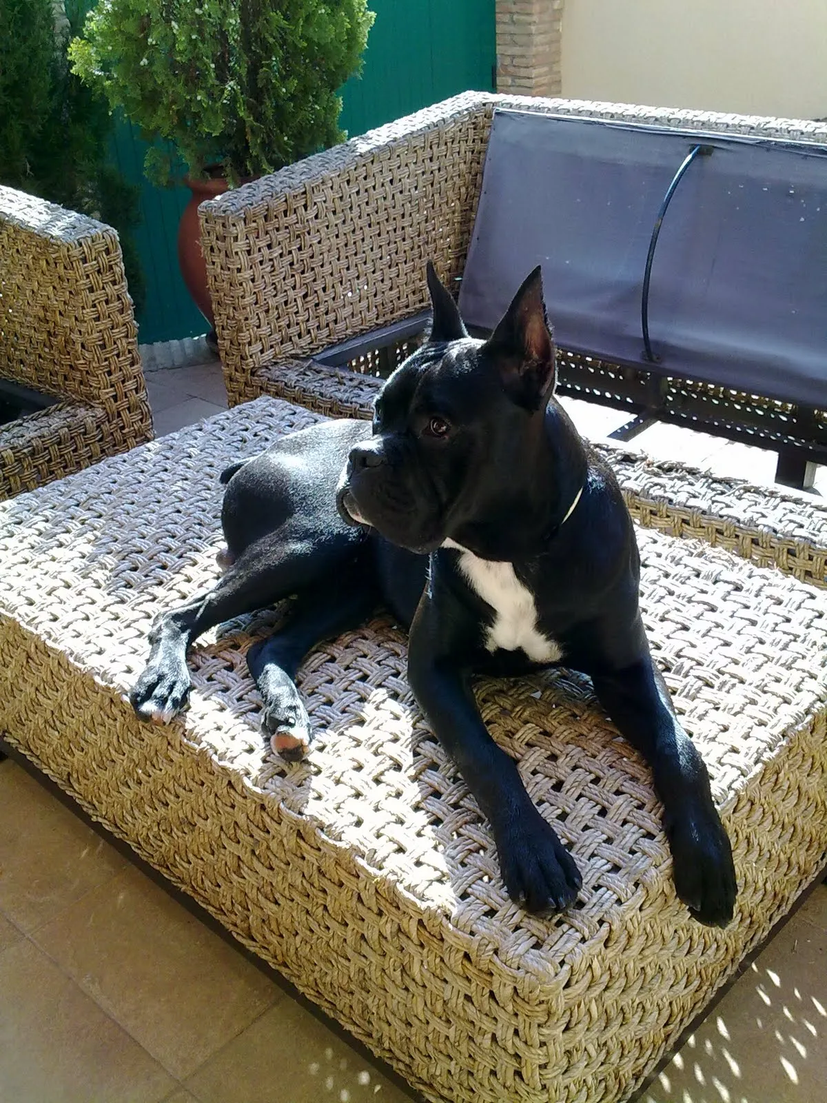 HOLA TENGO UN BOXER NEGRO RECONOCIDO POR LA REAL SOCIEDAD CANINA DE ...