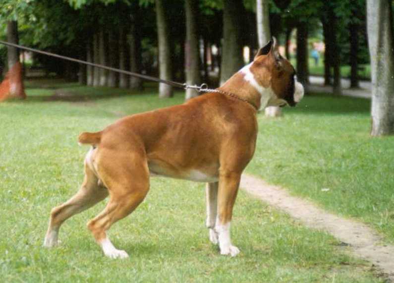 Perro boxer precio - Imagui