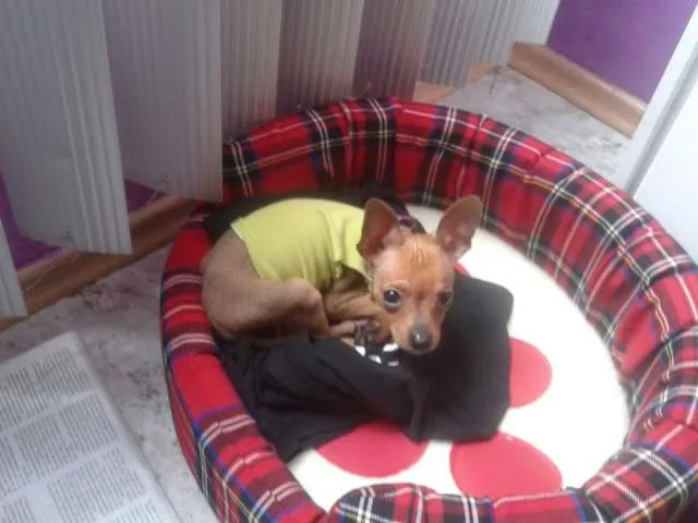 Perro chihuahua de bolsillo tres meses de nacido - Distrito ...