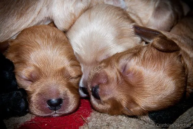 Cachorro de cocker recien nacido - Imagui