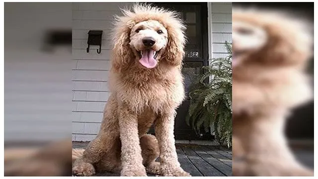 Un perro confundido con un cachorro de león causa alarma en EE.UU ...