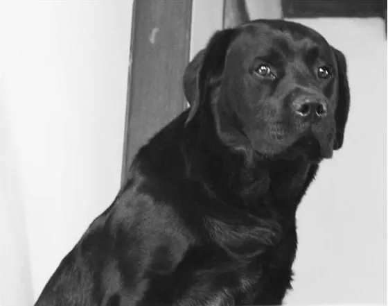 Perro cruza con labrador negro extraviado, se encuentra bajo ...