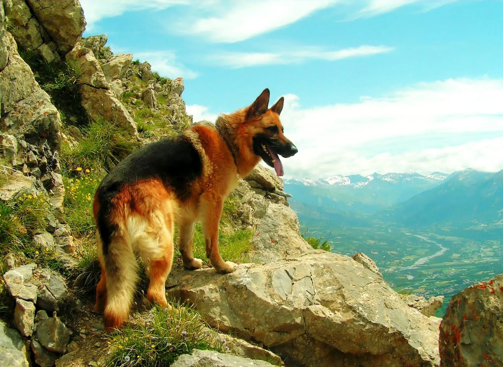 Un perro muy curioso mirando el paisaje en las montañas | Banco de ...