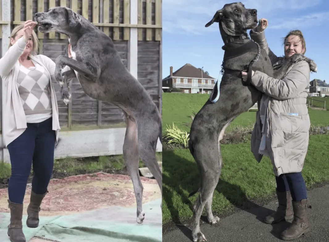 El perro gran danés que aspira a ser el más grande del mundo ...