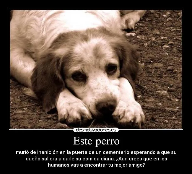 Este perro | Desmotivaciones