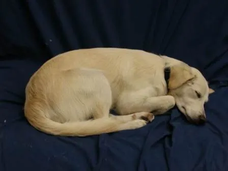 Cómo conseguir que un perro duerma | PERROSPEDIA