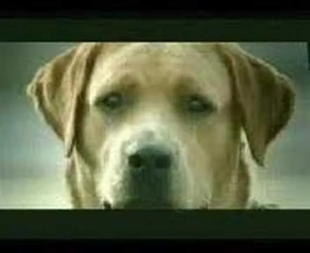 perro enamorado - YouTube