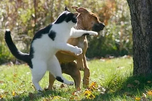 Perro y gato peleando para colorear - Imagui