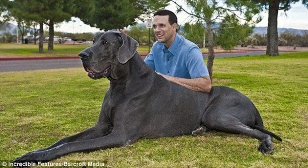 El perro más grande del mundo: Fotos de George, el increíble can ...