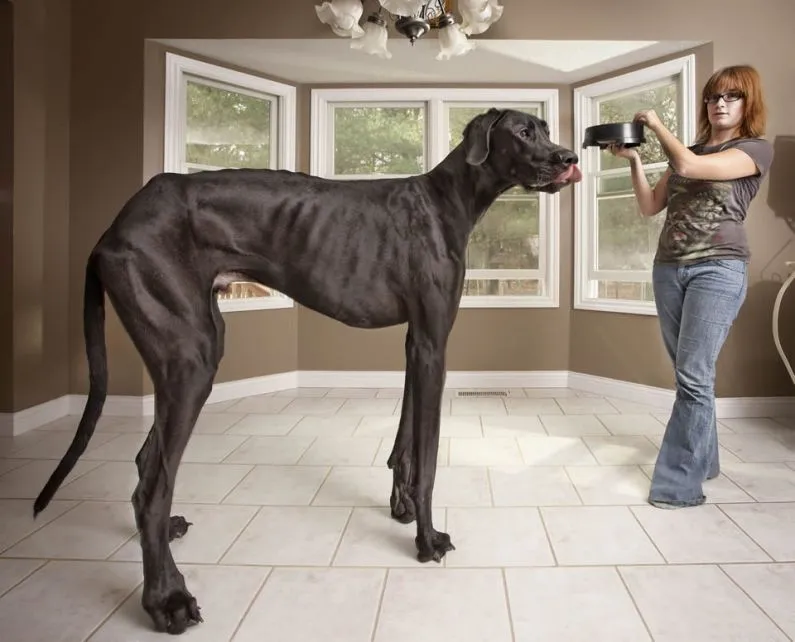 El perro más grande del mundo: Fotos de George, el increíble can ...