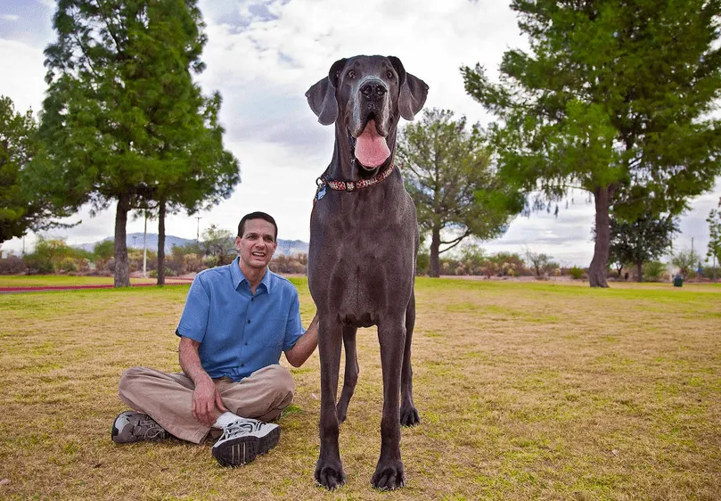 El perro más grande del mundo: Fotos de George, el increíble can ...